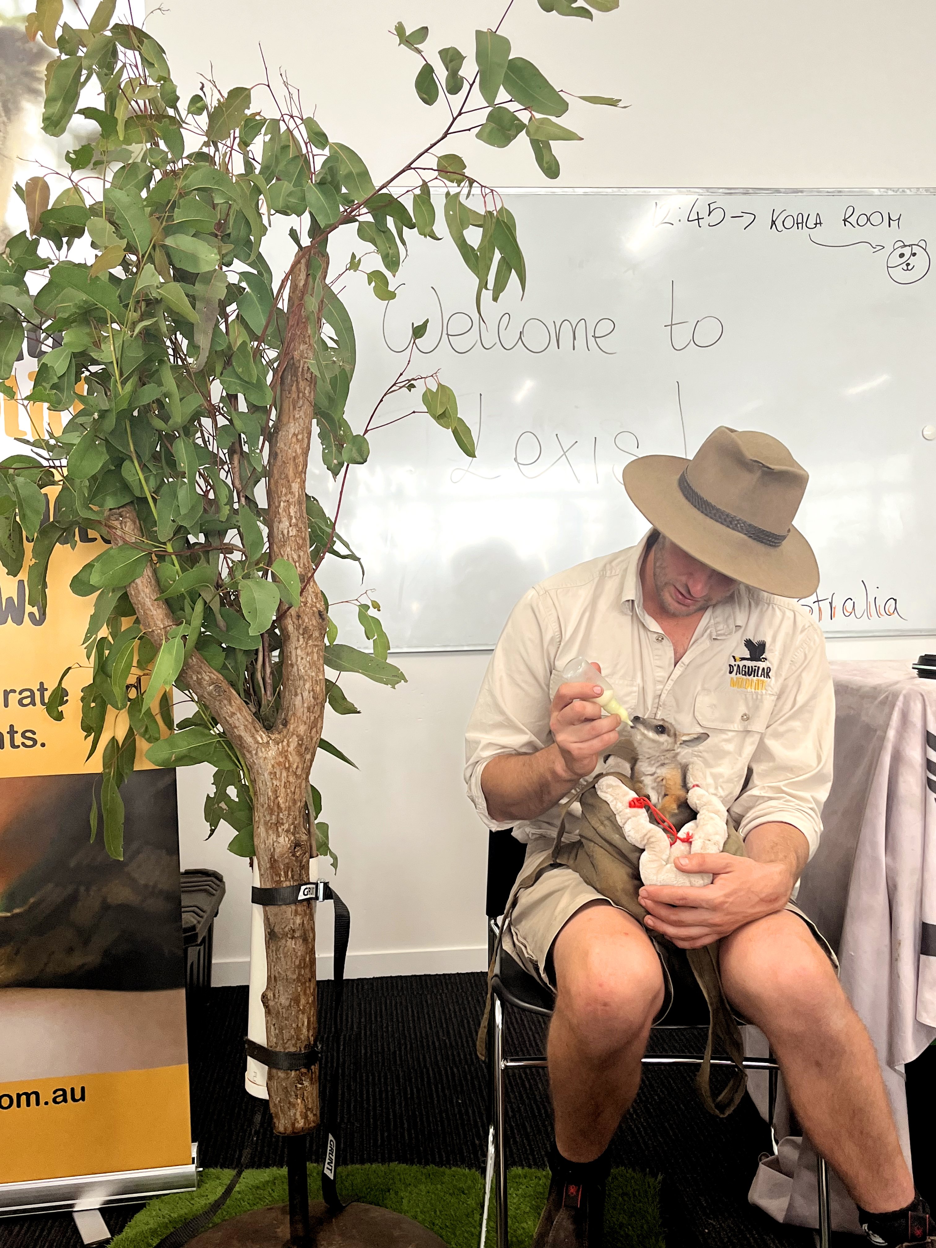 Estudantes com koala no Australia Zoo