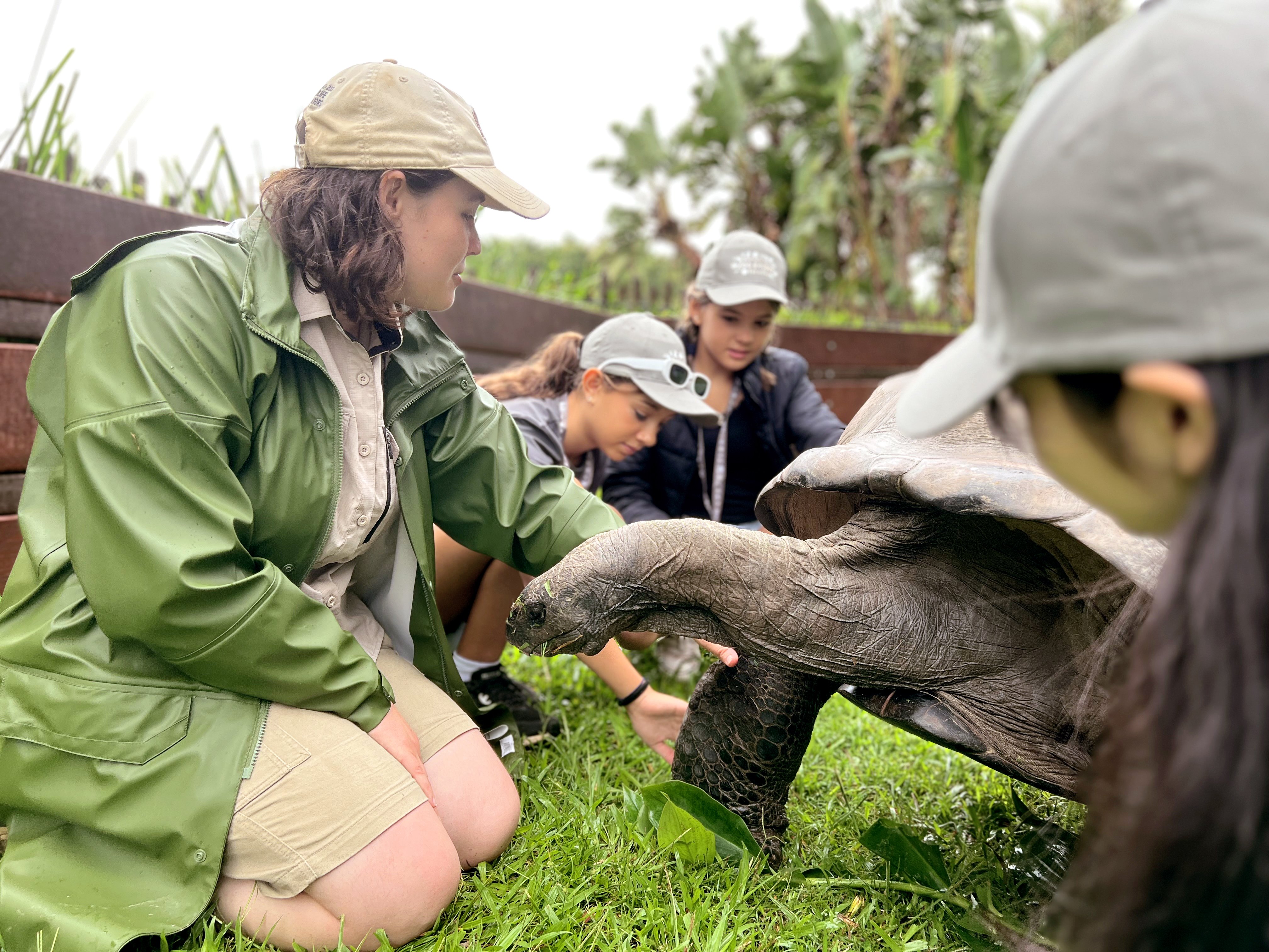 Tartarugas — wildlife conservation